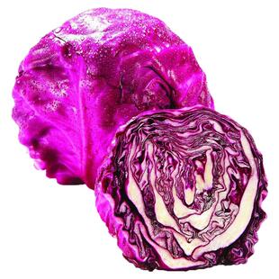 有机紫甘蓝新鲜当季紫包菜生吃卷心紫椰菜轻食沙拉健康无农残蔬菜