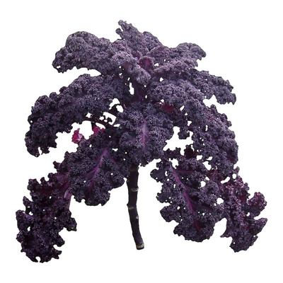 紫羽衣甘蓝苗秧带土球耐寒绿羽衣种子观赏食用四季盆栽阳台蔬菜苗