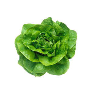 生菜种孑子大全散叶结球水培作物四季阳台盆栽秋播菜籽沙拉种包邮