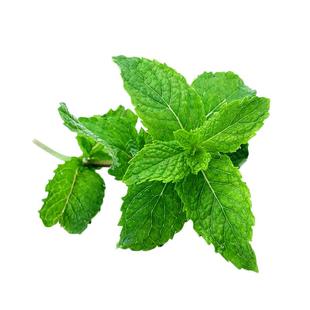新鲜薄荷叶500g食用薄荷烘焙调酒茶饮装饰用莫吉托香料包邮