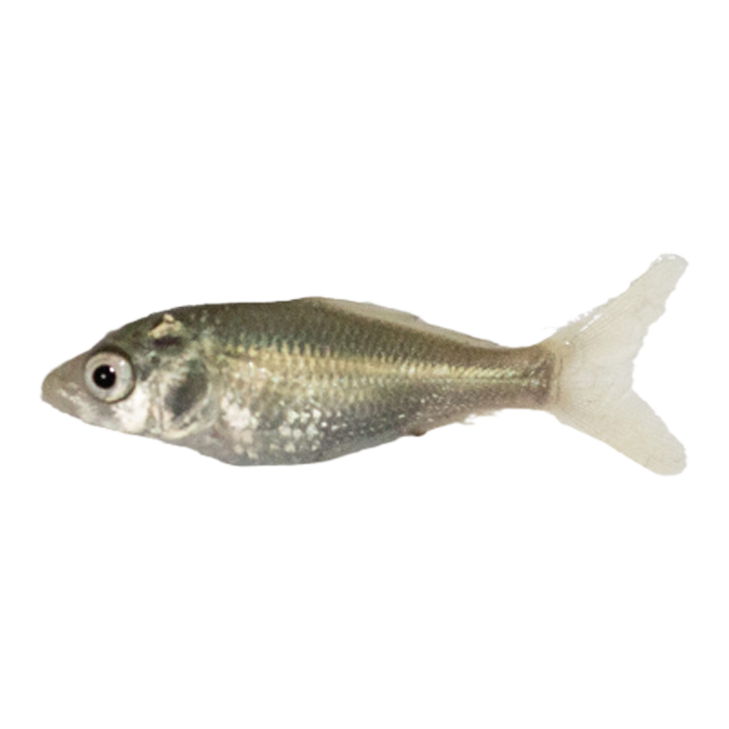 鯉魚苗淡水魚塘養(yǎng)殖大稻花魚稻田鯉建鯉花背小魚苗紅尾鯉魚魚苗