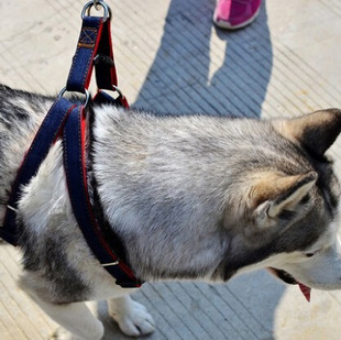 狗狗牵引绳中小型犬遛狗绳子泰迪比熊巴哥哈士奇项圈狗链子胸背带