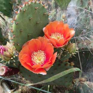 金刺红色花火仙人掌 多肉植物盆栽开花黄色庭院种植金刺