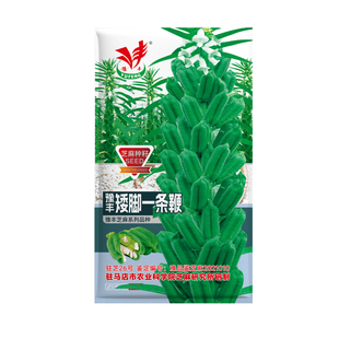 芝麻种子高产高油早熟航天一条鞭白芝麻种子春夏季种植黑芝麻种籽