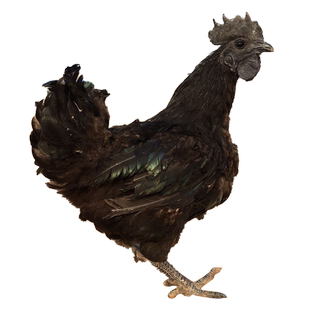 纯种五黑鸡种蛋受精蛋可孵化改良型五黑一绿壳乌骨土鸡种蛋绿壳鸡