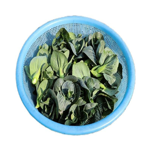苏北菜苔新鲜农家自种现摘现发菜头青菜苔苏州青江苏当季上海菜心