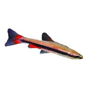 金银带红肚铅笔鱼热带观赏鱼好养耐活鱼草缸灯科鱼淡水小型群游鱼