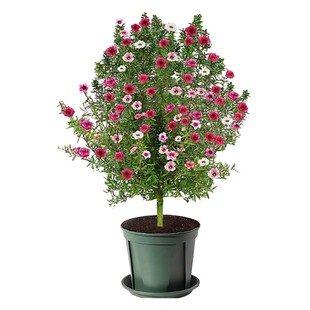 松红梅盆栽室内外阳台庭院老桩多季开花大苗花卉地栽绿植物带花苞