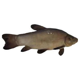 黑龙江淡水鱼水产江丁桂鱼三花五罗铜锣鱼冷水鱼冷水3斤包邮