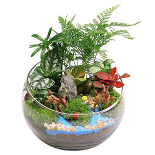 diy材料15cm切口苔藓微景观包创意玻璃球生态瓶子摆件礼品物套装