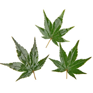 新鲜枫叶绿色枫树叶盐渍真空包装西餐日料烘焙蛋糕装饰花草绿植