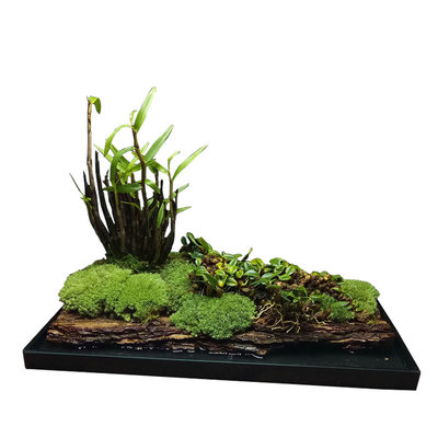室内石斛盆景兰花菖蒲成品发货