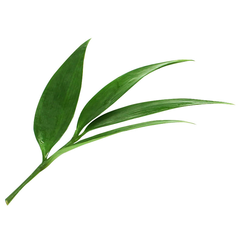 新鲜采摘熊猫竹物美价廉坏单包赔