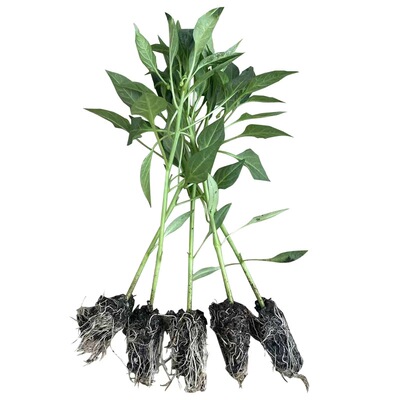 正宗樟树港辣椒苗产地直发