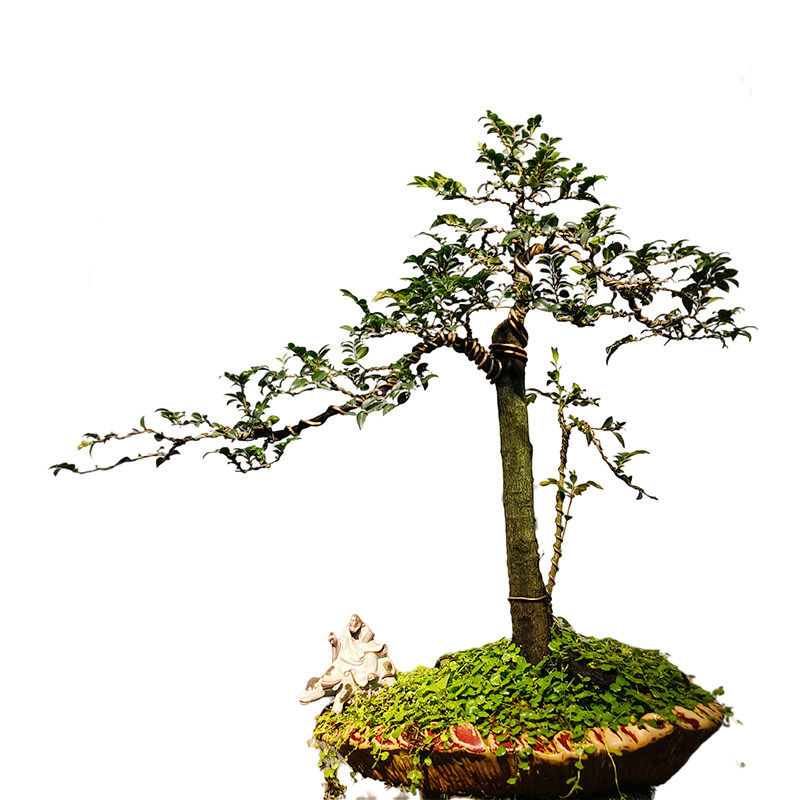 小叶紫檀盆景客厅好养树桩黑骨茶植物室内耐寒绿植盆栽阳台办公室