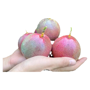 纯甜满天星百香果苗树苗紫皮白香黄金鸡蛋果嫁接树苗南方种植盆栽