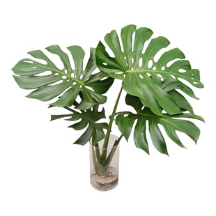 华清花卉纯水培老桩裸根龟背竹水培植物室内客厅花卉绿植