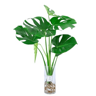 龟背竹水培植物大叶耐阴绿植盆栽天堂鸟室内客厅净化空气四季常青