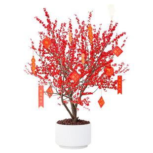 进口北美冬青盆栽树苗红果冬青年宵花卉室内外耐寒绿植物红果真花