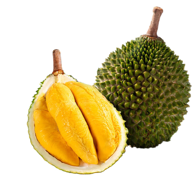 喜得猫正宗进口猫山王榴莲树上熟