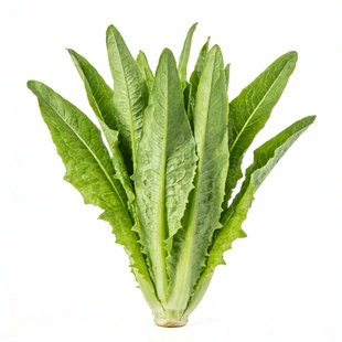 云南新鲜油麦菜9/5/3斤整箱包邮麦菜青莴笋叶莜麦菜青菜蔬菜现摘