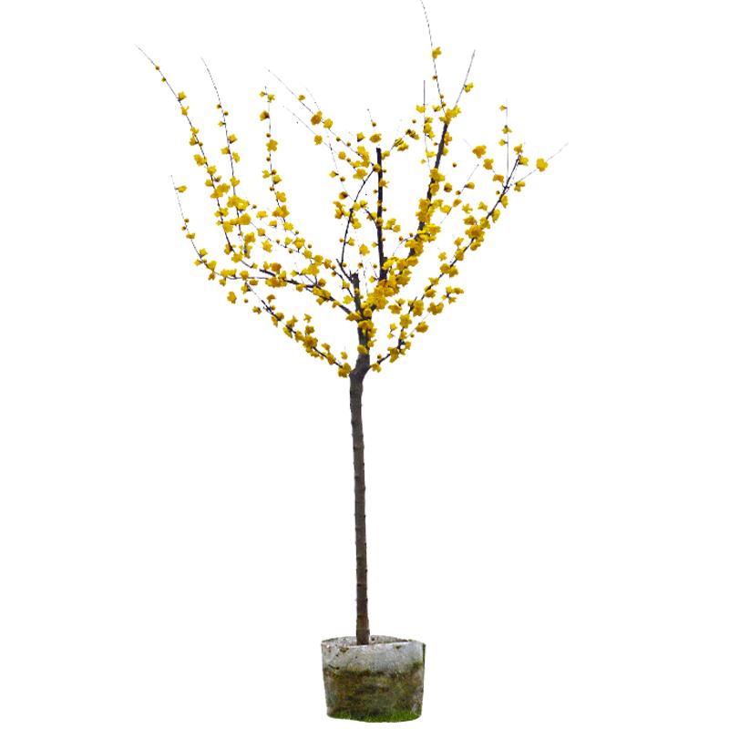 一枝春腊梅树苗浓香花卉