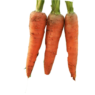 韩育 三红八寸参 红胡萝卜种子 家庭菜园种蔬菜 阳台盆栽秋季播