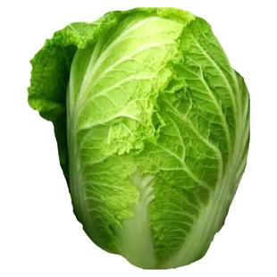 大白菜种子青麻叶开锅烂铁头胶东白菜籽娃娃菜春秋季蔬菜种子高产