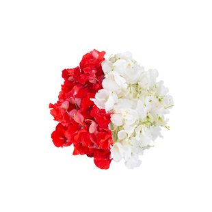 红白色凤仙花花瓣新鲜灰指甲草花现摘染指甲粉泡脚酒小桃红泡酒