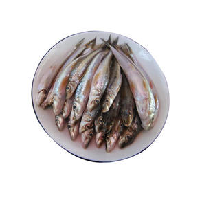 现捕现杀新鲜棍子鱼沙丁鱼淡水鱼棍子鱼新鲜船钉子沙锥