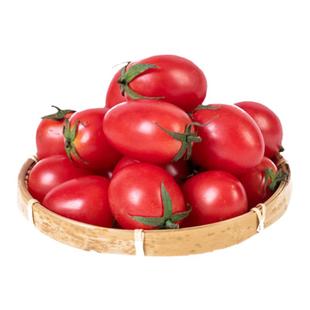 釜山88千禧小番茄种子种籽孑苗秧玲珑圣女果四季果苗秧苗籽种