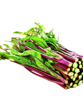 夏季鲜红65红菜苔种子紫菜薹