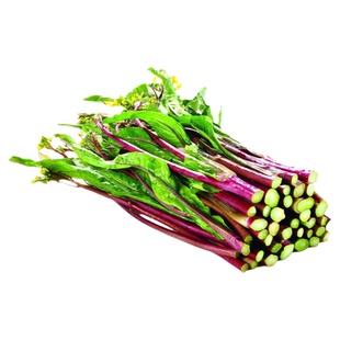 鲜红65红菜苔种子紫菜籽四季春秋冬季农家盆栽种孑盆栽湖北甜种籽