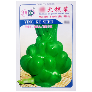 涪陵榨菜种子肉质肥厚嫩脆榨菜头种籽茎用芥菜疙瘩耐寒耐蔬菜种孑