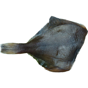 鼓眼鱼青岛鲜活豆鼓鱼新鲜比目鱼野生高眼鱼水产冷冻蝶鱼偏口鱼