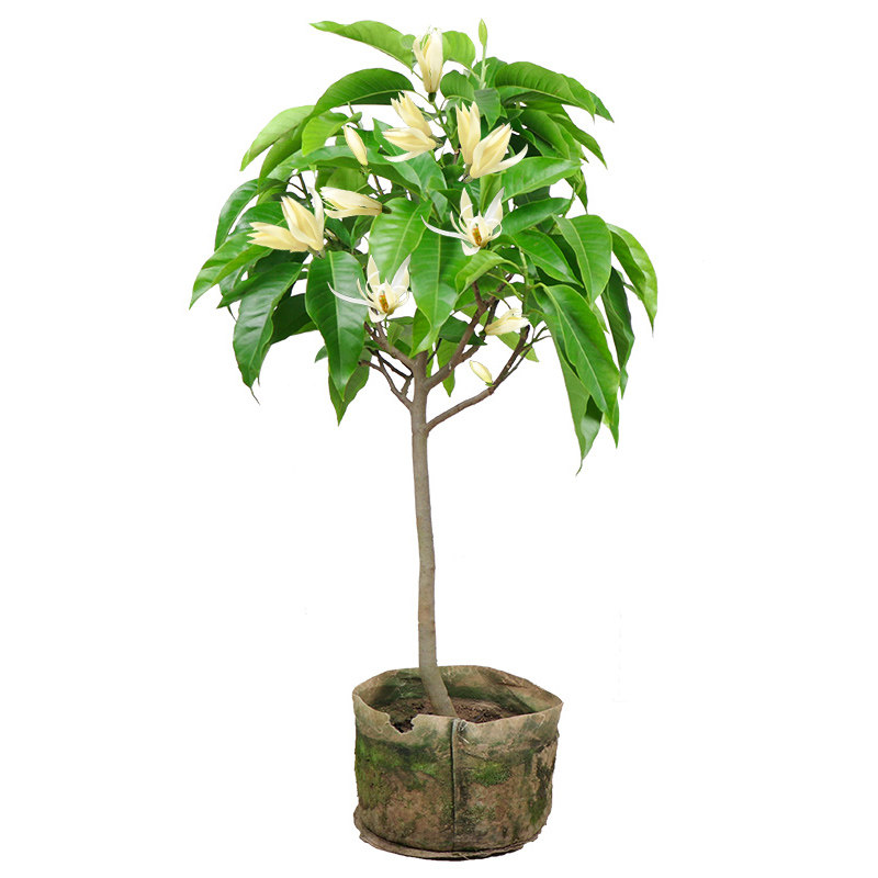 四季开花 带花特价白兰花盆栽植物室内浓香  黄桷兰 黄兰花包活