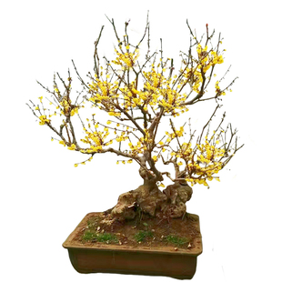 一物一拍中大型盆景老桩素心腊梅花红梅绿梅乌梅鄢陵花奴园艺基地