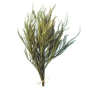 北欧天然绿色干花真花树枝装饰干枝圣诞花环手工制作材料天竺少女