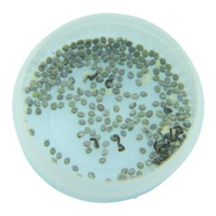 【蚕菇凉】蚕宝宝卵活体七彩色蚕卵杂交桑蚕种蚕子蚕籽送孵化盒