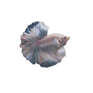 泰国斗鱼半月马尾纯白超美斗鱼懒人网红宠物热带鱼观赏鱼泰斗好养