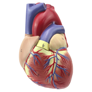 ENOVO颐诺1:1心脏模型可拆卸B超彩超声医学心内科心脏解剖教学冠状动脉心血管血液循环心外科学习模具标本