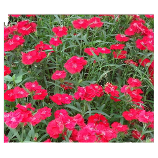 花海专用香草籽美女石竹种子少女石竹多年生地被花卉耐寒四季可播