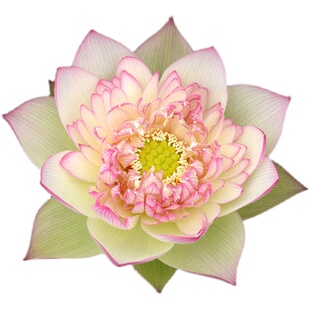 【新云锦】 碗莲乌托邦 大中型池栽盆栽水生花卉碗莲观赏荷花种藕