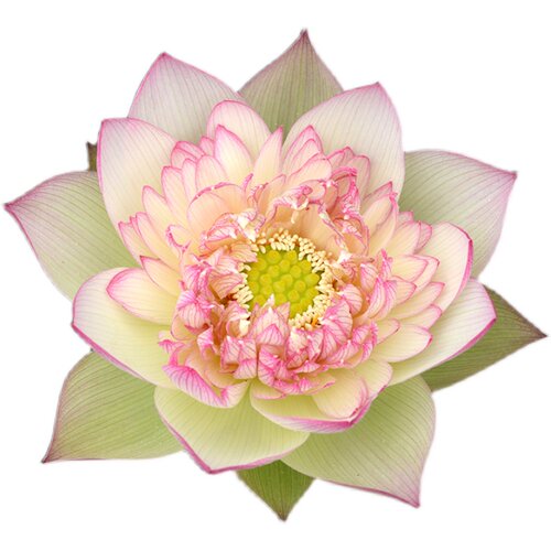 【新云锦】 碗莲乌托邦 大中型池栽盆栽水生花卉碗莲观赏荷花种藕