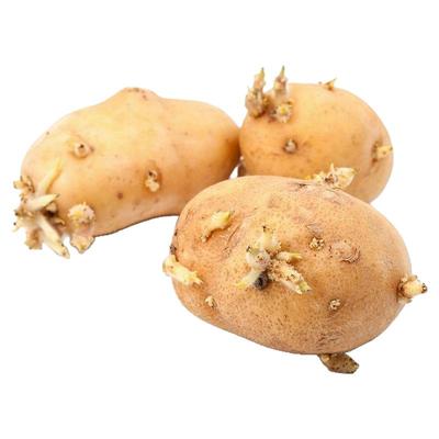 黄心土豆种子带芽秋播土豆种
