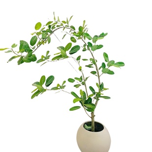 网红高山榕植物盆栽客厅落地大型绿植室内办公室禄植黄金榕橡皮树