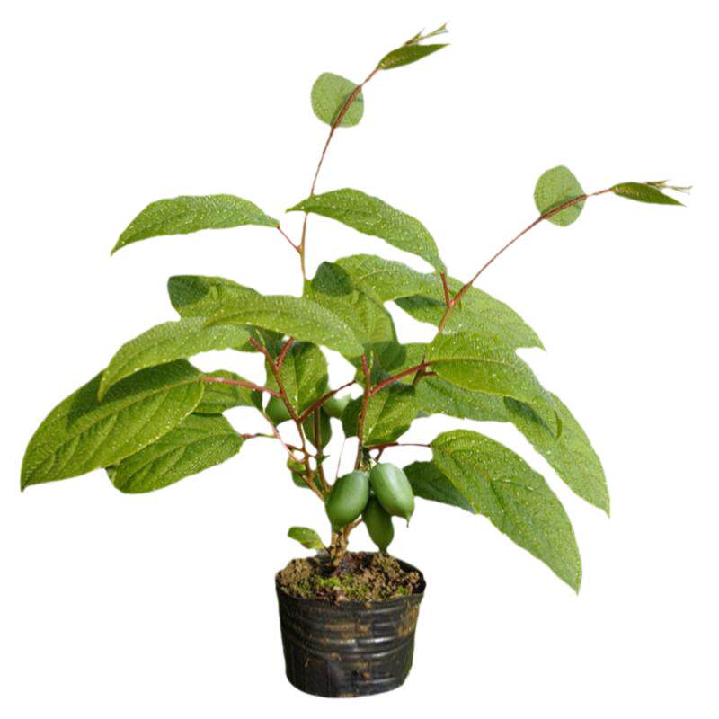 嫁接南方种植猕猴桃苗