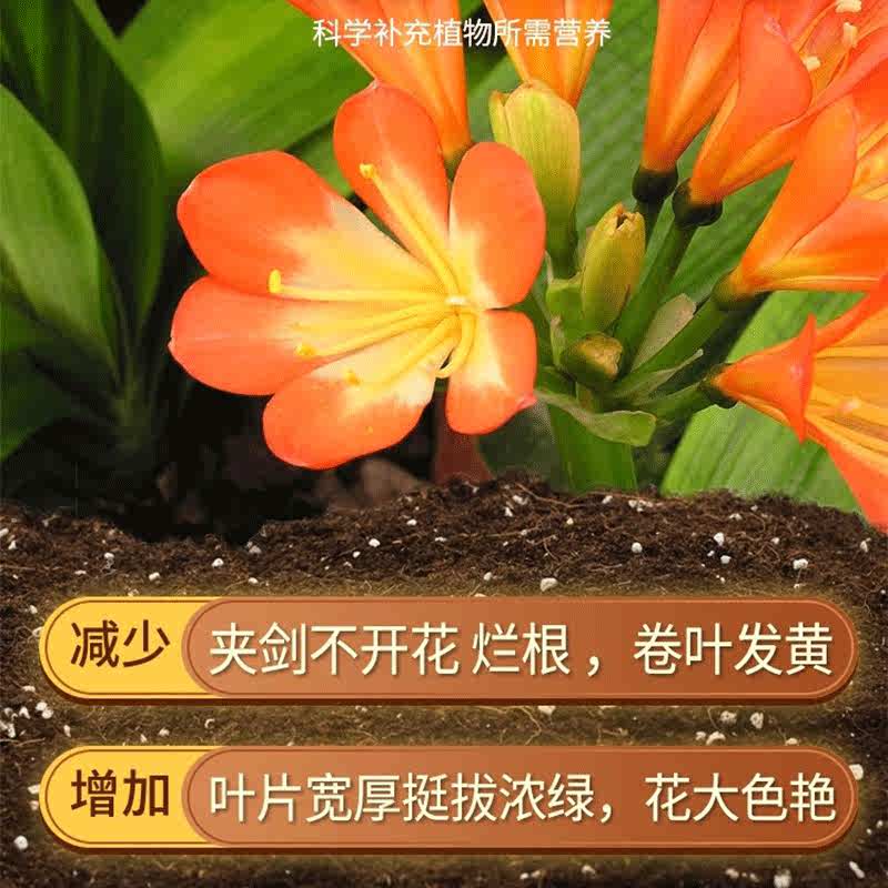 君子兰专用土兰花通用型营养土盆栽花卉有机种植土壤养花泥土肥料