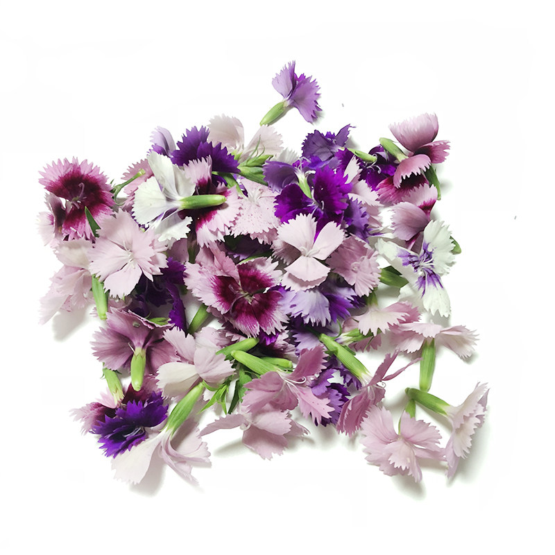 新鲜石竹花食用花50朵/盒石竹鲜花西餐酒店摆盘装饰点缀