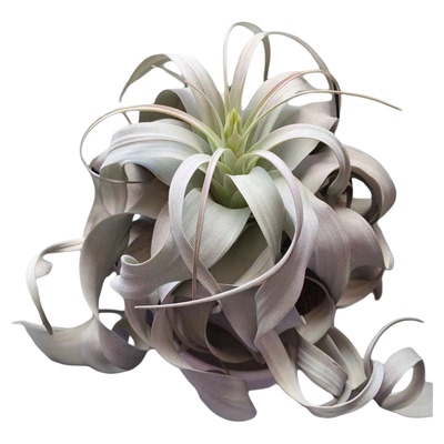 空气凤梨净化植物卷叶霸王单品